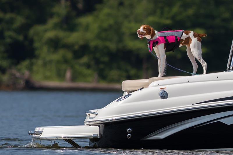boating with dogs — Should You Boat With Your Dogs?